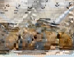 Бак топливный для Daewoo Nexia 95-16  запчасти бу