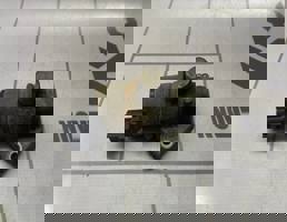 Клапан стабилиз холостого хода для Ford Focus 1 1998-2004  запчасти бу