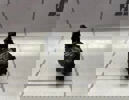 Реле для Renault Megane 3 09-16  запчасти бу